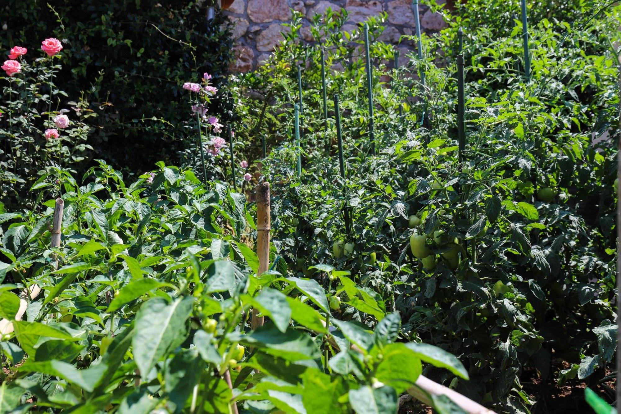 Apartment Garden M&M Дубровник Екстериор снимка