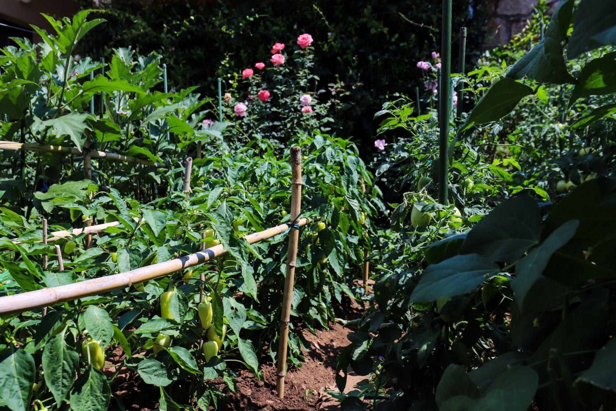 Apartment Garden M&M Дубровник Екстериор снимка